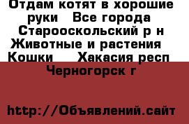 Отдам котят в хорошие руки - Все города, Старооскольский р-н Животные и растения » Кошки   . Хакасия респ.,Черногорск г.